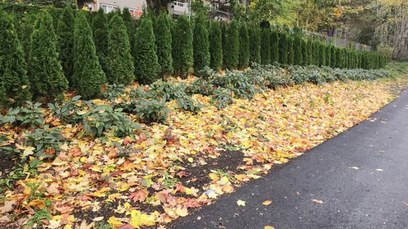 Exterior cleaning and maintenance services*